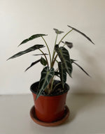 Load image into Gallery viewer, Alocasia Polly 'Bambino'