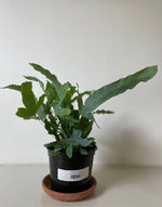Load image into Gallery viewer, Blue Star Fern