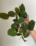 Load image into Gallery viewer, Dirt Bag_Philodendron 'Mican'