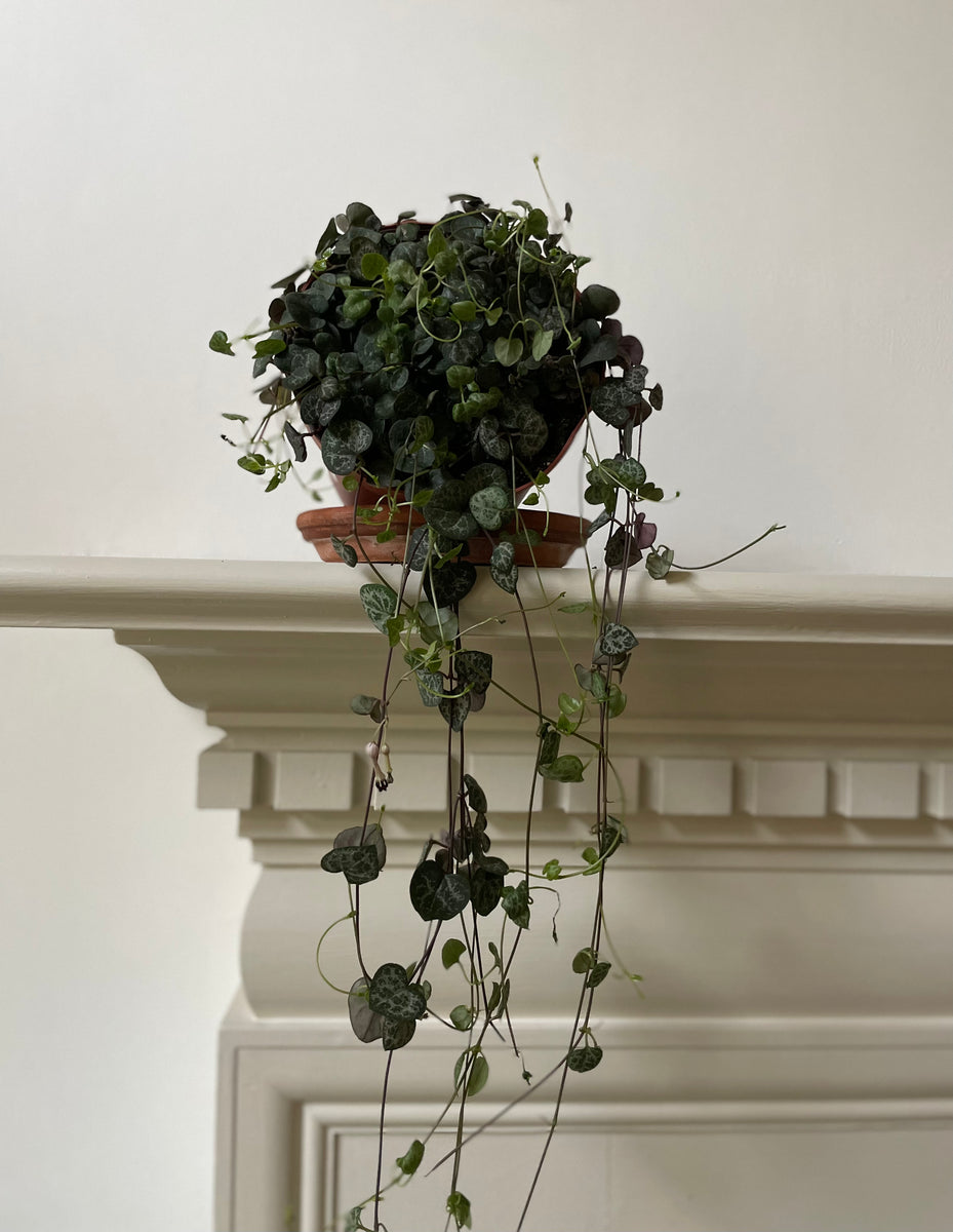 string of hearts house plant Ceropegia 'String of Hearts' – Dirt Bag