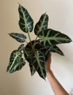 Load image into Gallery viewer, Alocasia Polly 'Bambino'