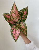 Load image into Gallery viewer, Dirt Bag_ Chinese Evergreen 'Lady Valentine'