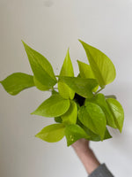 Load image into Gallery viewer, Pothos ‘Neon’