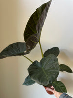 Load image into Gallery viewer, Alocasia 'Regal Shields'