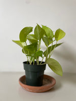 Load image into Gallery viewer, Pothos ‘Neon’
