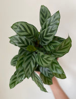 Load image into Gallery viewer, Dirt BAg Calathea Concinna 'Freddie'
