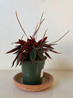 Load image into Gallery viewer, Dirt Bag Peperomia 'Rosso'