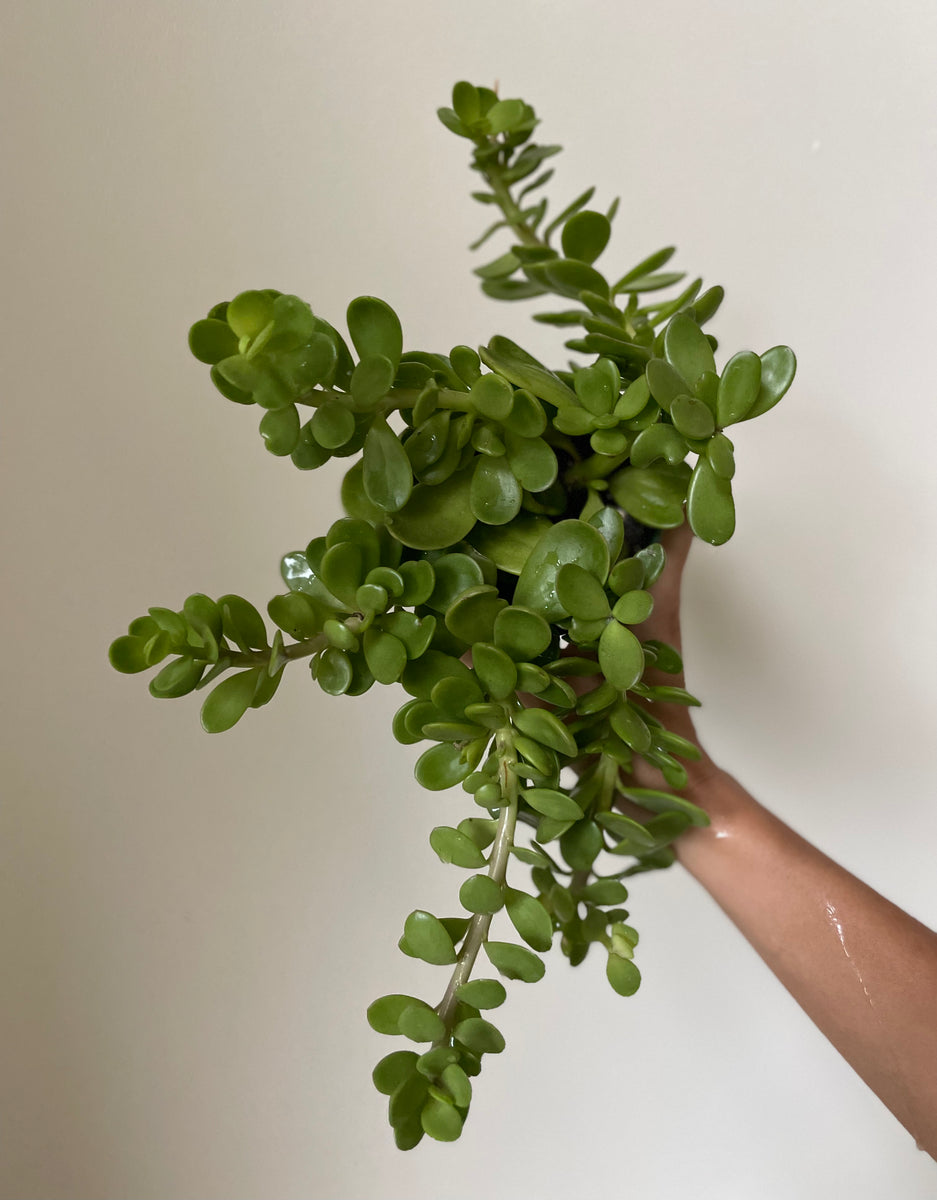 jade plant dirt Crassula Ovata 'Jade Plant' – Dirt Bag