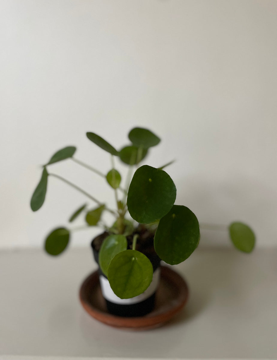 chinese money plant potting mix Pilea Peperomioides 'Chinese Money' – Dirt Bag