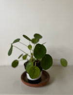 Load image into Gallery viewer, Dirt Bag_ Pilea Peperomioides 'Chinese Money'