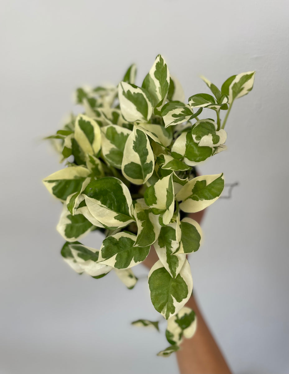 Pothos 'N'joy' Dirt Bag