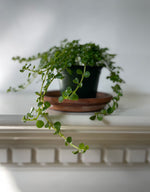 Load image into Gallery viewer, Pilea Nettle 'Baby's Tear'