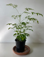 Load image into Gallery viewer, Dirt Bag_ Aralia 'China Doll'