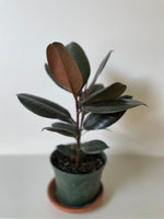 Load image into Gallery viewer, Ficus Elastica 'Burgundy' Rubber Plant