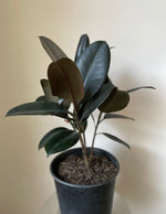 Load image into Gallery viewer, Dirt Bag_ Ficus Elastica 'Burgundy'