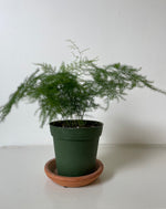 Load image into Gallery viewer, Fern 'Plumosus'