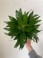 Load image into Gallery viewer, Dracaena Janet Craig