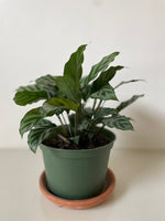 Load image into Gallery viewer, Dirt Bag Calathea Concinna 'Freddie'