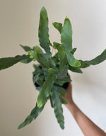 Load image into Gallery viewer, Blue Star Fern