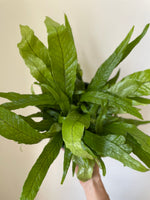Load image into Gallery viewer, Fern 'Crocodile'