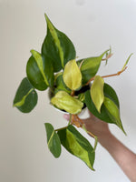 Load image into Gallery viewer, Dirt Bag_ Philodendron 'Brasil'