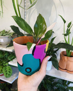 Load image into Gallery viewer, Philodendron 'Pink Princess'