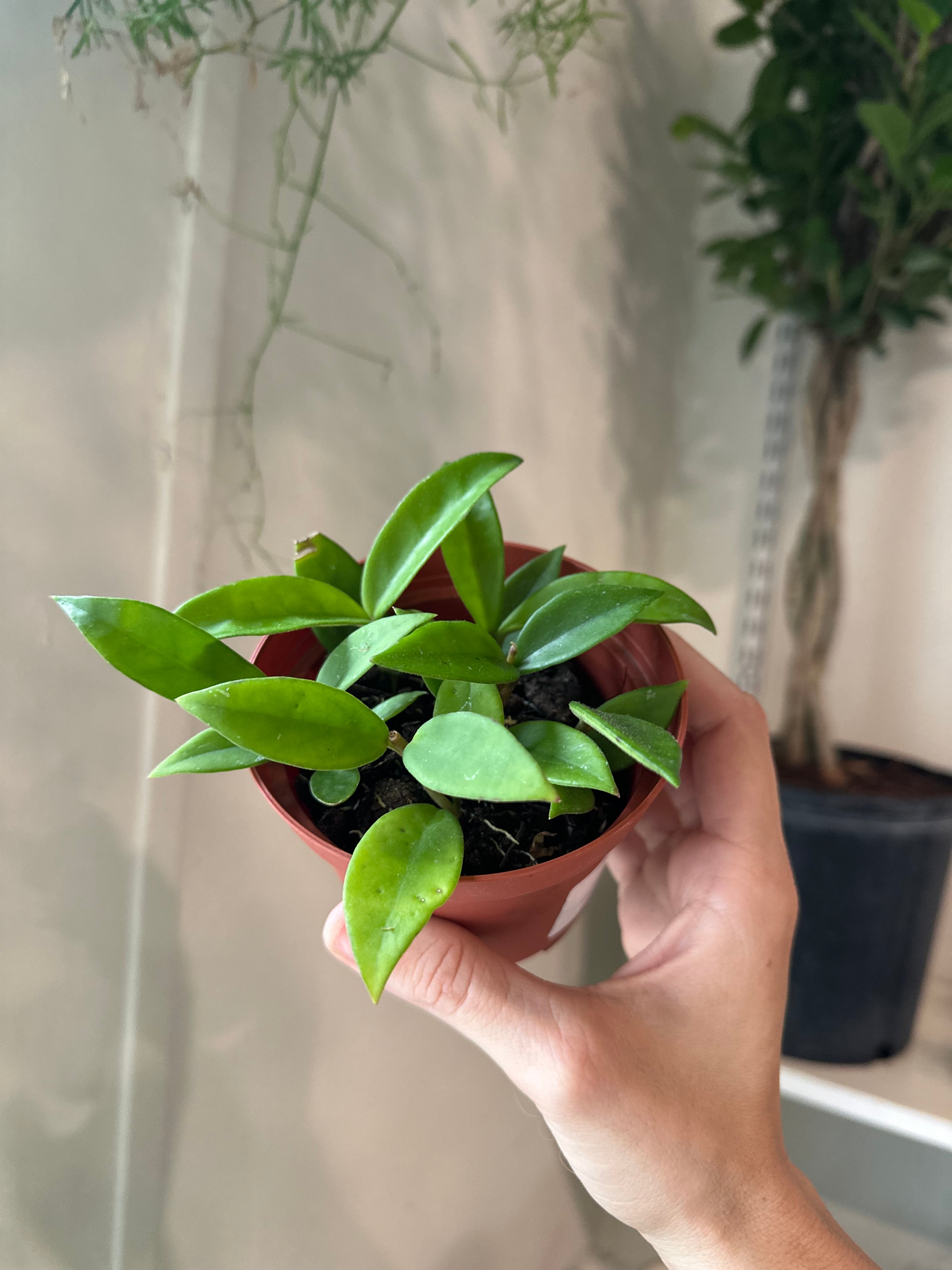 Hoya 'Carnosa'