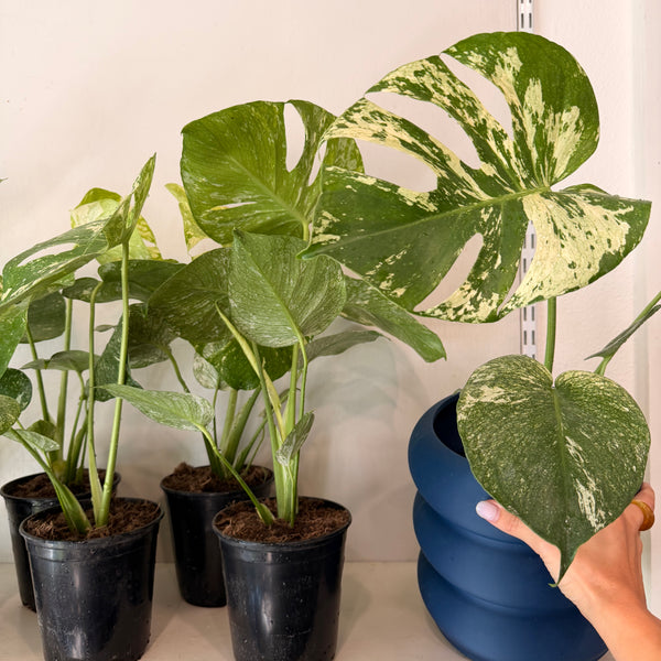 Monstera 'White Monster'