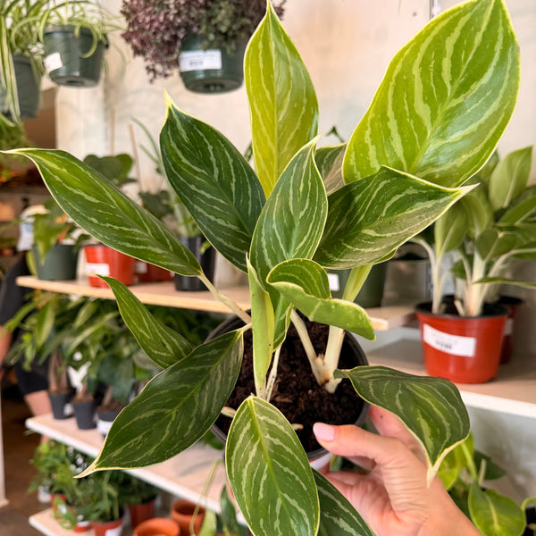Aglaonema 'Snow Cap'