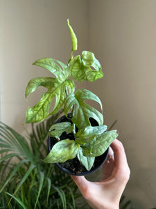 dirty_pothos twitter Amydrium medium 'Silver' – Dirt Bag
