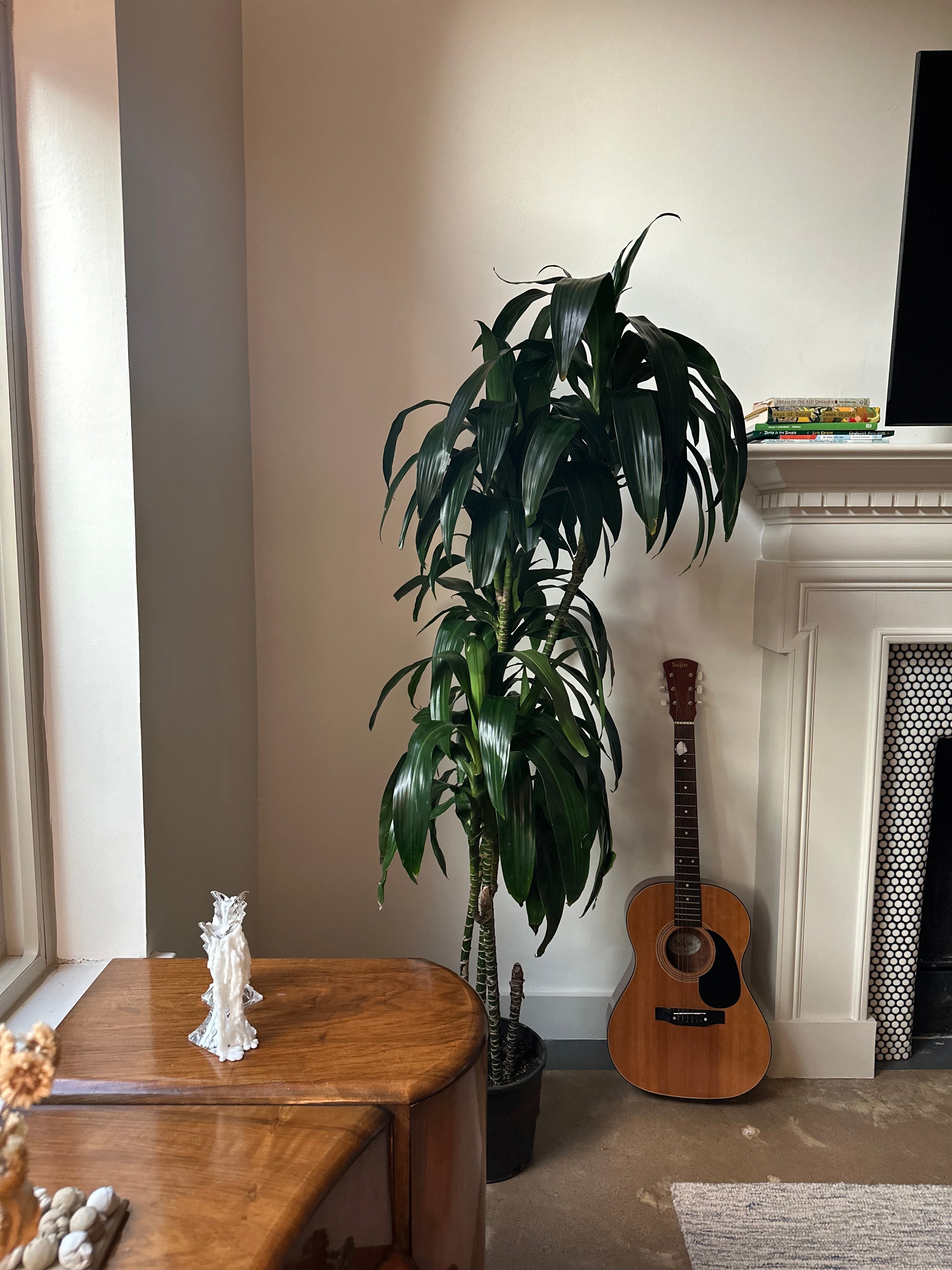 Dracaena 'Lisa'