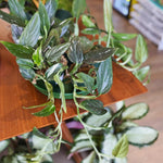 Load image into Gallery viewer, Monstera 'Standeleyana Albo Variegated'
