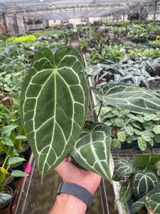 Anthurium 'Crystallinum'