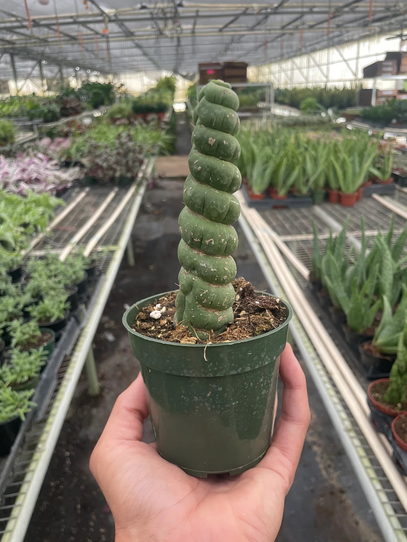 Eulychnia Castanea Spiralis 'Unicorn Cactus'