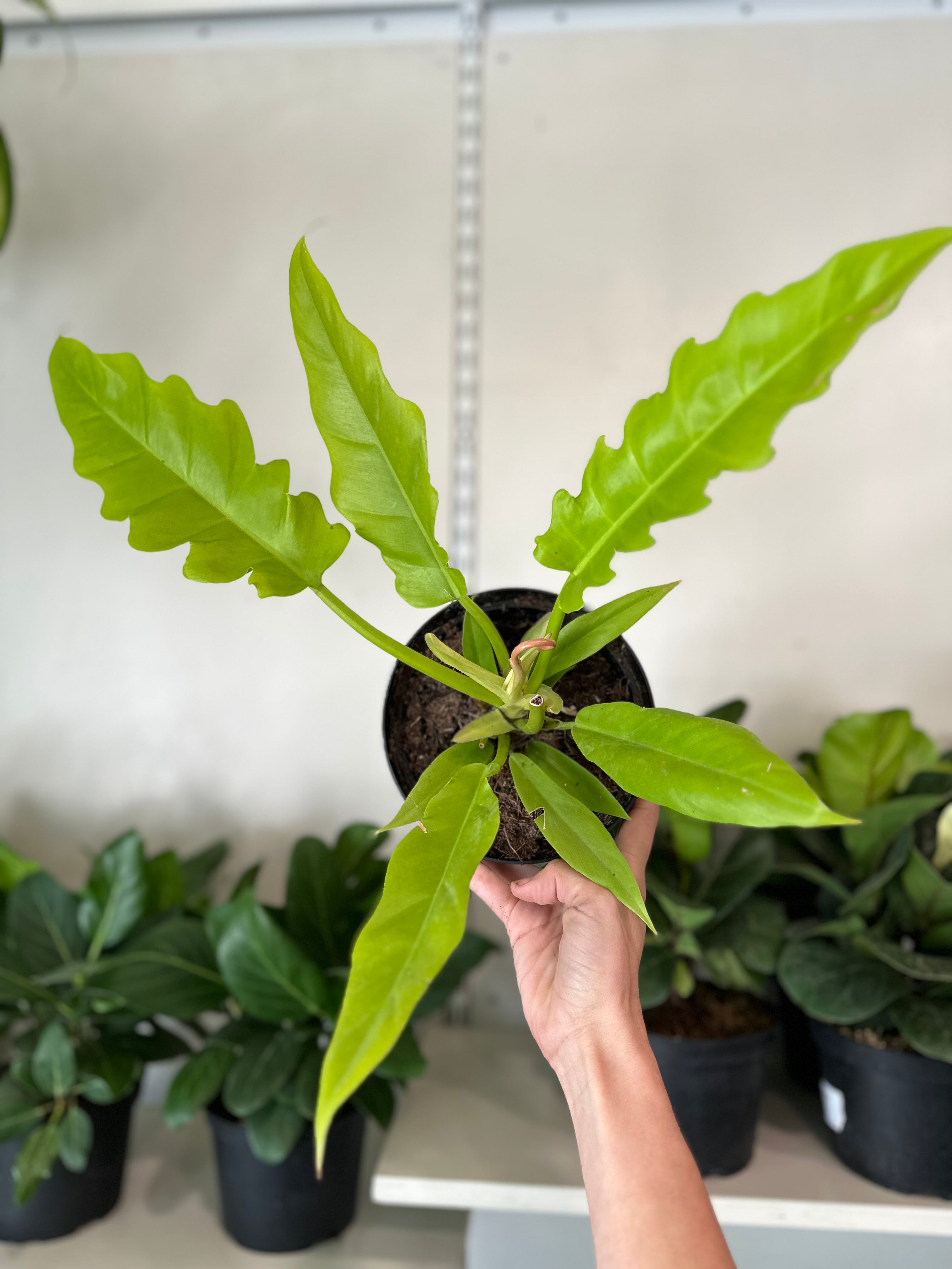 Philodendron 'Golden Crocodile'
