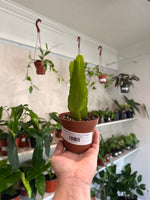 Load image into Gallery viewer, Epiphyllum Oxypetallum 'Queen of the Night'
