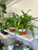 Load image into Gallery viewer, Fern 'Kangaroo Paw'
