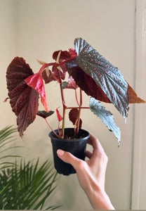 Begonia 'Pink Spot'