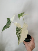 Load image into Gallery viewer, Dirt bag_ Syngonium Podophyllum Albo Variegata
