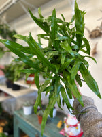 Load image into Gallery viewer, Fern 'Kangaroo Paw'
