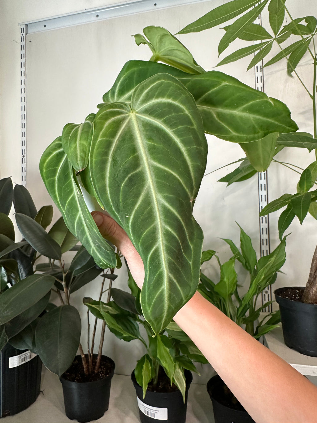 anthurium villenaorum for sale Anthurium 'Villenaorum' – Dirt Bag