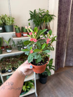 Load image into Gallery viewer, Euphorbia 'Crown of Thorns'
