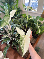Load image into Gallery viewer, Dirt bag_ Syngonium Podophyllum Albo Variegata
