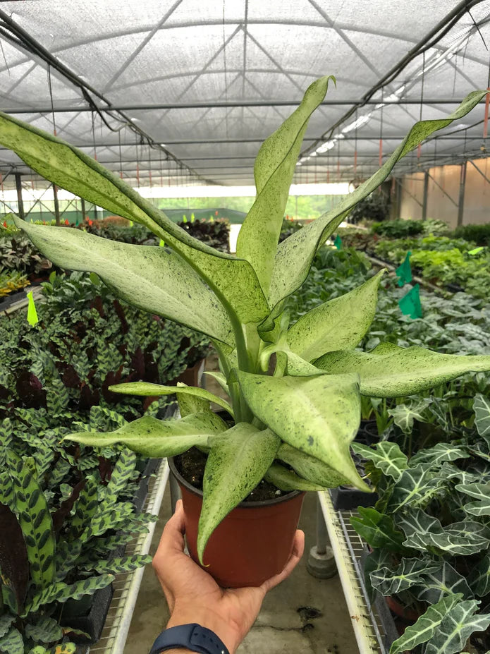Dirt Bag_ Dieffenbachia 'Camouflage'