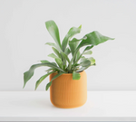 Load image into Gallery viewer, Pine Planter
