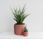 Load image into Gallery viewer, Pine Planter
