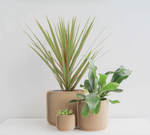 Load image into Gallery viewer, Pine Planter
