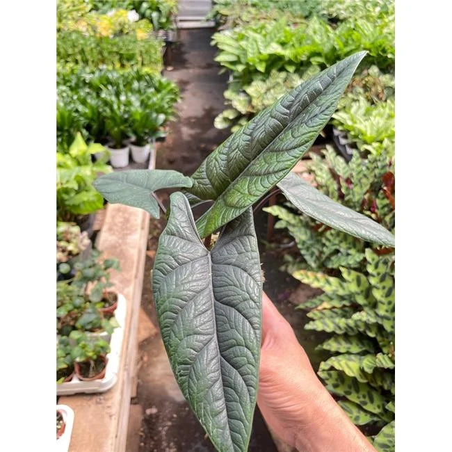 Alocasia 'Scalprum'