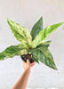 Anthurium 'Variegated Hookeri'