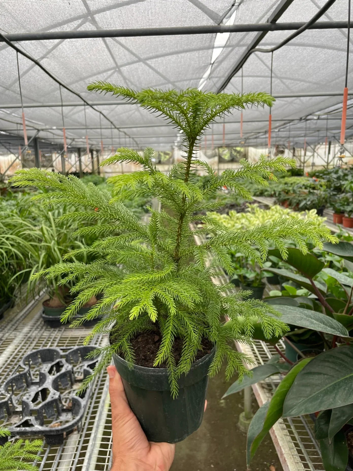 Norfolk Island Pine